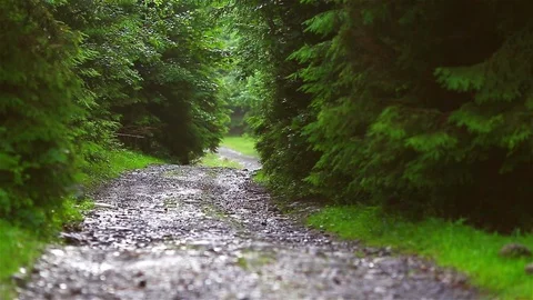 Forest Road Video stock 80016567