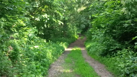 Forest road Stockbeeldmateriaal 90506416