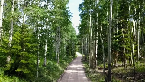 Forest road Stock Footage 91553471