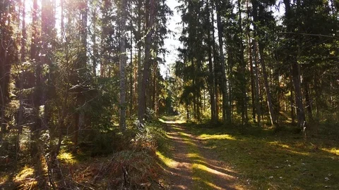 Forest road Stock Footage 107080874