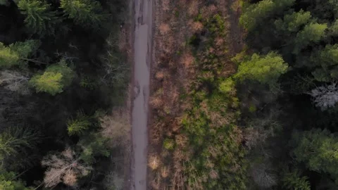 Forest road Stock Footage