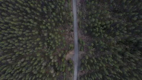 Forest road Vídeos de archivo 154533523