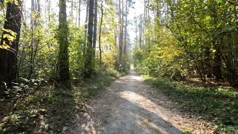 Forest Road. Vídeo Stock 196166399