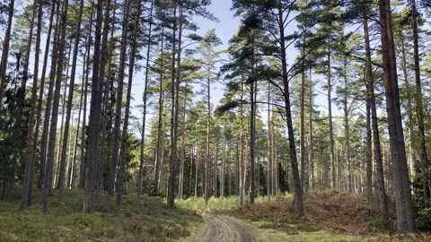 Forest with a road Stock Footage 218622230