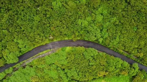 Forest road Stock Footage 241705310