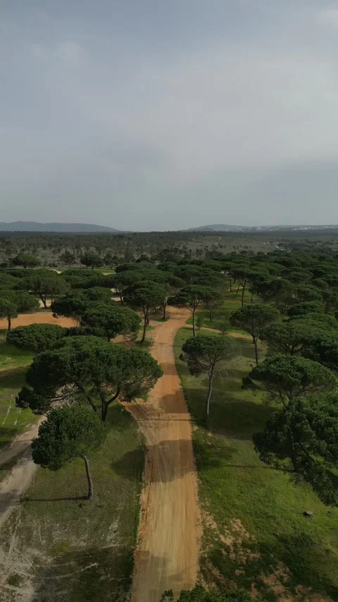 Forest road Stock Footage 280262934