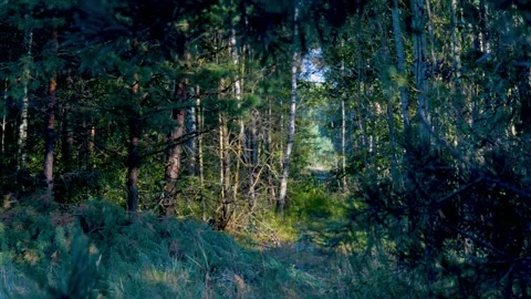 Forest road Stock Footage 282259982