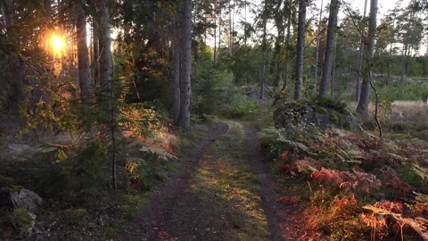 Forest road Video stock 285508206