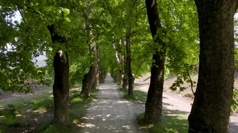 Forest Road Stock-Footage 331023615