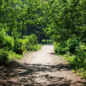 Forest, road, footpath, leafy arch of trees Stock Photos