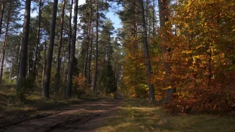 A forest road in four seasons Video stock 154191472