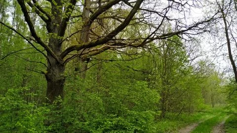 The forest road goes throw the spring forest with old oaks Stock Photos