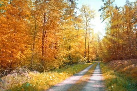 Forest road going through the trees on a sunny autumn day. Stock Photos