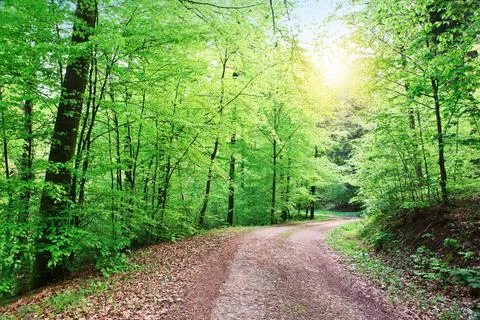 Forest road going through the trees on a sunny spring Stock Photos