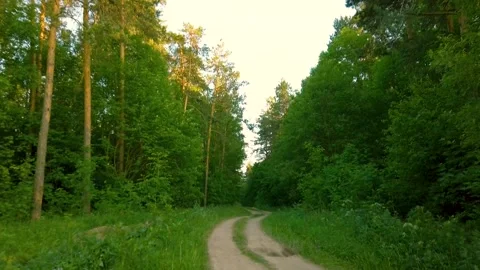 Forest road in the green forest during summer time in Russia Stock Footage 154156875