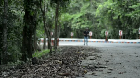 Forest Road Hiker Stock Footage 85534710
