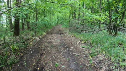 Forest road hyperlapse. Stock Footage 133413476