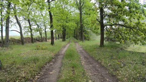 Forest road hyperlapse. Stock Footage 133415234