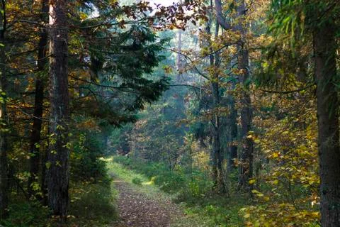 Forest road landscape close-up background. Autumn park Stock Photos