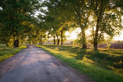 Forest road. landscape. Stock Photos