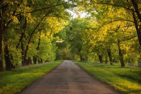 Forest road. landscape. Stock Photos