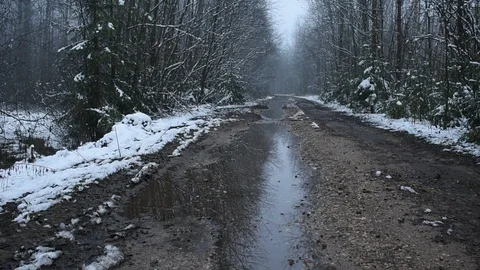 Forest road with a large puddle Vidéo 119482675