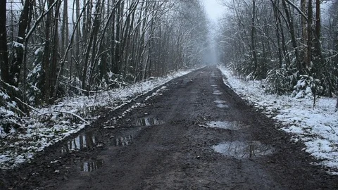Forest road late fall Stock Footage 119482842