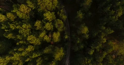 Forest road in Latvia 動画素材 168801984