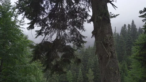 Forest Road with light fog. Vídeo Stock 212340675