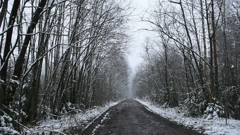 Forest road, long shot Stock Footage 119482835