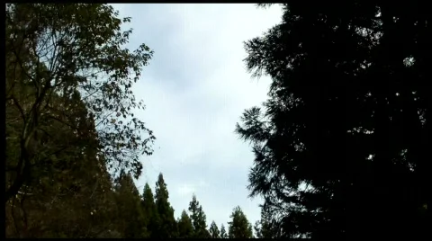 Forest Road Looking Up 3 Stock Footage