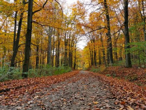 Forest road with many trees Stock Photos