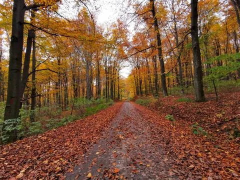 Forest road with many trees Stock Photos