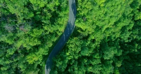 Forest road in the middle of green trees and evergreen thickets Stock Footage 73397842