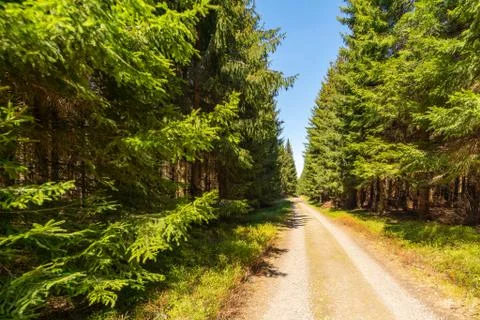 Forest road in the middle of an old spruce forest Stock Photos