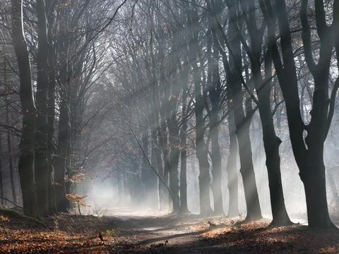 Forest road in mist Stock Photos
