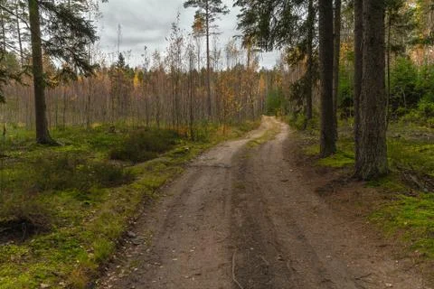 Forest road, mixed forest Stock Photos
