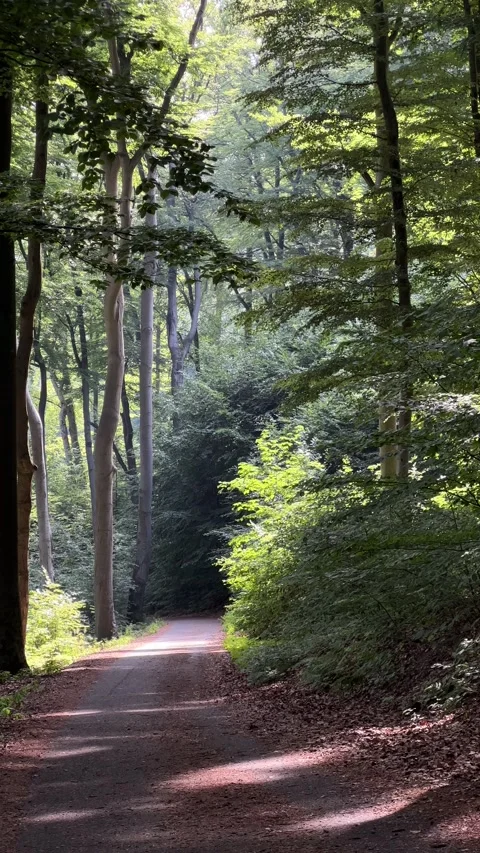 Forest road in morning sunlight in summer. Vertical video Stock Footage 246972640