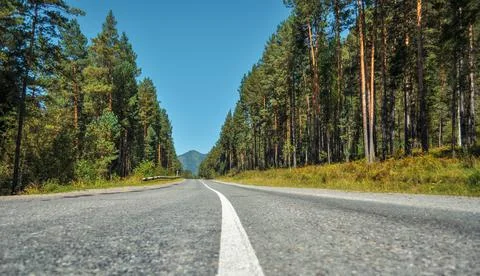 Forest road in the mountains Stock Photos