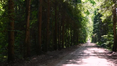 Forest Road with Movement Stock Footage 238526015