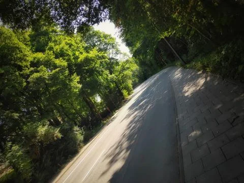 Forest Road in Nature Foto stock