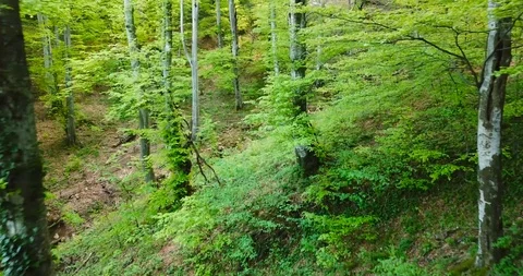 Forest road near "St.Trinity" monastery 4k Stock Footage 91397242