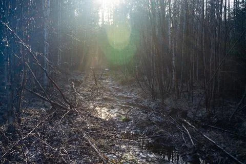 The forest road is overgrown in the rays of the evening sun. An old trail in a Stock Photos