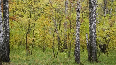 The forest road passing through beautiful colorful autumn forest. Autumn. A Vidéo 80258965