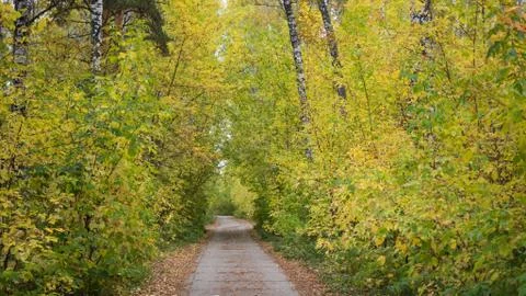 The forest road passing through beautiful colorful autumn forest. Autumn. A Stock Photos