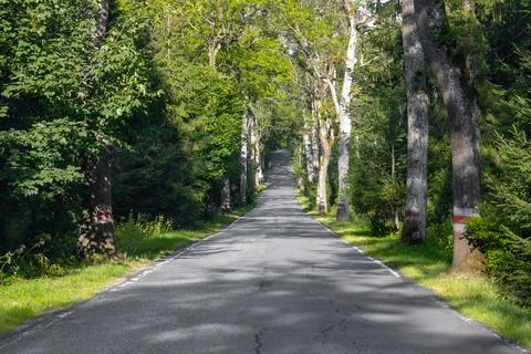 Forest road passing through dense green forest Stock Photos