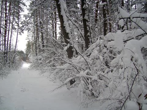 Forest road in perspective with trees on the sides covered with a thick layer Stock Photos