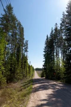 Forest road Stock Photos