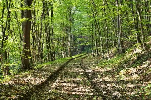 Forest road Stock Photos