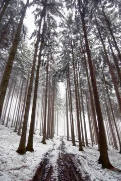 Forest road Stock Photos
